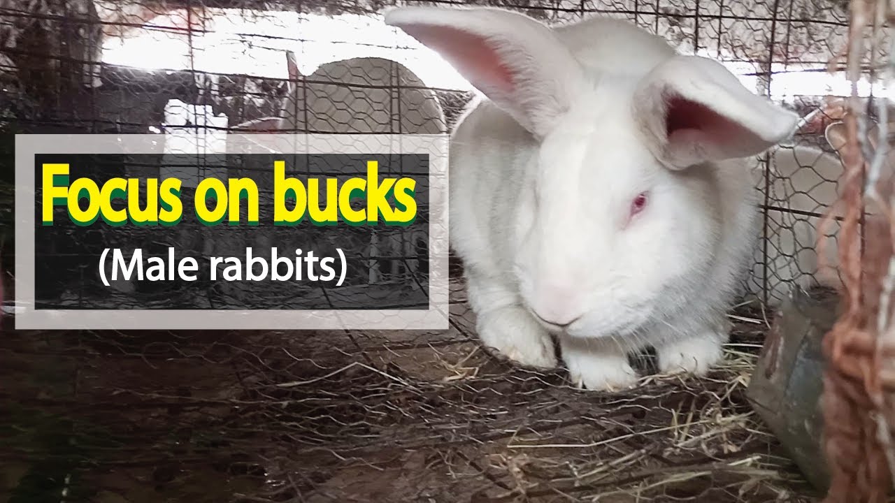 Focus on Bucks(male rabbits) - YouTube