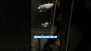 Marriage Kissing Wide Fin