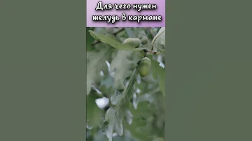 Для чего нужно носить желуди в кармане? #shorts