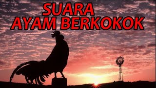 SUARA AYAM BERKOKOK waktu subuh l kukuruyuk salam bulu ayam