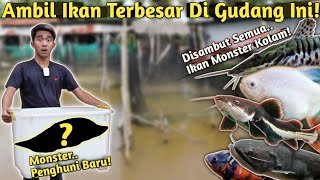 BAWA PULANG IKAN TERBESAR DI GUDANG! INI REAKSI IKAN MONSTER SAAT PENGHUNI BARU MASUK