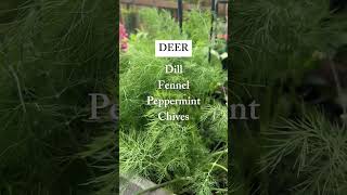 No more picking bugs off plants or spraying pesticides! Plant these instead #garden #pestcontrol
