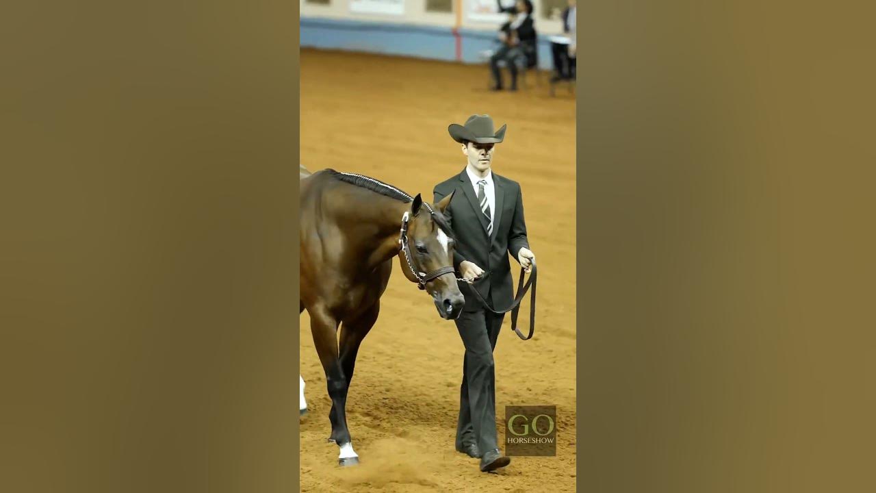 AQHA World Show 2023 Amateur Showmanship YouTube