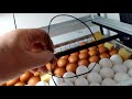 первый пуск инкубатора с яйцами
