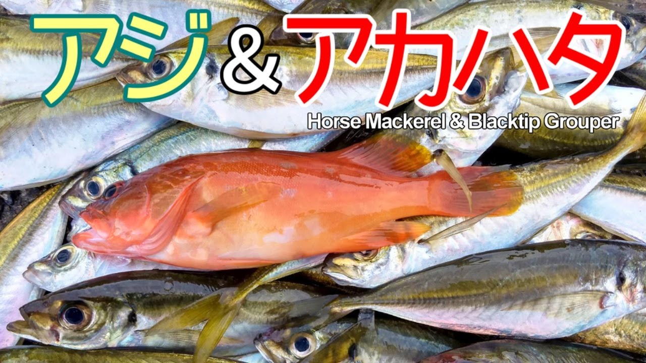 Big Catch With Sabiki Fishing Horse Mackerel Amberstripe Scad Yellowtail Japanese Amberjack Youtube