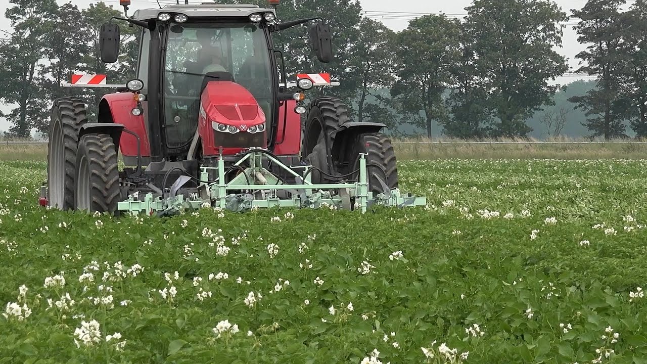 Machinaal coloradekevers meppen en verzamelen