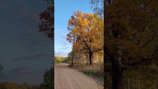 Осень в России #shortsyoutube #nature #youtubeshorts #shorts #природа #шаман #youtube #тренды #top