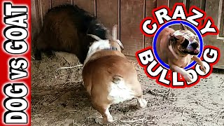 Bulldog vs Goat Head-butt