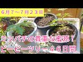 ミツバチの蜜源を増やそう！！ビービーツリーの46日間！