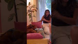 Woman Builds Her Dog A Custom Couch With An Extra Cushion | The Dodo