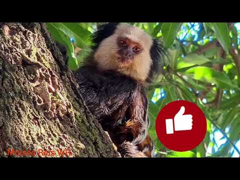 Canto do macaco sagui