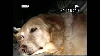 Vts 51 1 Going Thru The Gvine, Lola Resting Historic Video