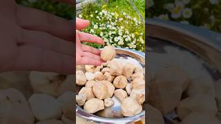 Domalan Mantarı Hiç Denedin Mi? Truffle Mushroom