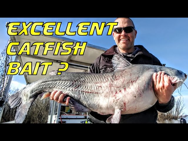 Best Catfish Bait = Silver Asian Carp ? 