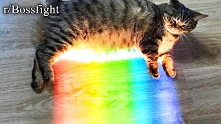 r/Bossfight | gay cat