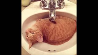 Misty Eyes 12 Days Of Petmas