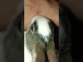 Licking My Feet ЁЯШЕЁЯШЕЁЯШШЁЯШШ Licking My Feet ЁЯШЕЁЯШЕЁЯШШЁЯШШ