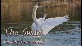 The Swan - 'The Carnival of the Animals' -Camille Saint-Saens (까미유 생상스 동물의 사육제-백조)-meditation