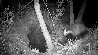 10 Days and Nights of Badger Sett Observation #europeanwildlife #dachsbau #cameratrap #wildcat