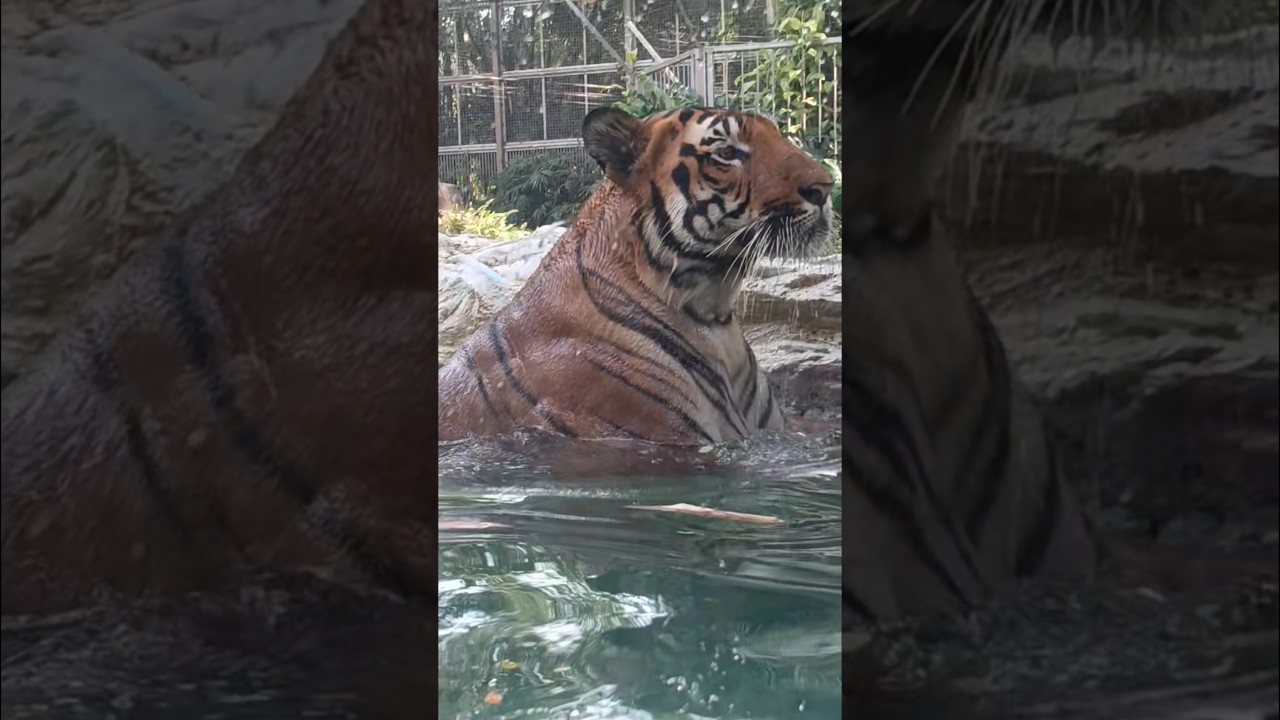 Danger Look of Tiger 🐅⚡Shorts / Reels Hashtags #Shorts #YouTubeShorts #InstaReels #ReelsIndia