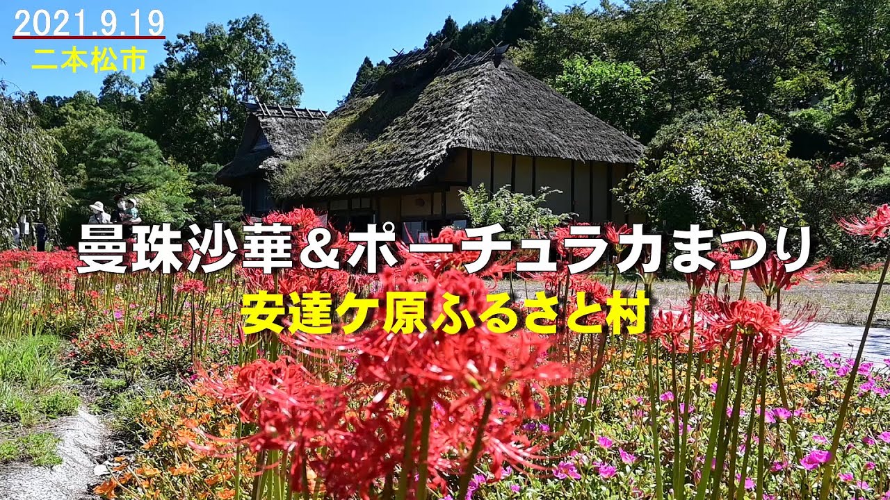 曼珠沙華＆ポーチュラカまつり 安達ケ原ふるさと村 - YouTube