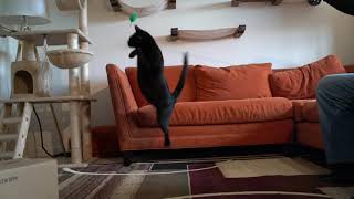 My Sweet Blind Kitty Practicing His Amazing Jumping Skills