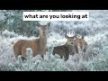 deer in nature #deer #animals #viral #iac #trendingshort#animalshorts 