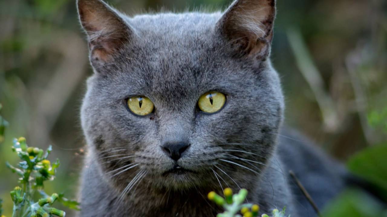What Is The Best Multi Cat Insurance For Older Cats YouTube