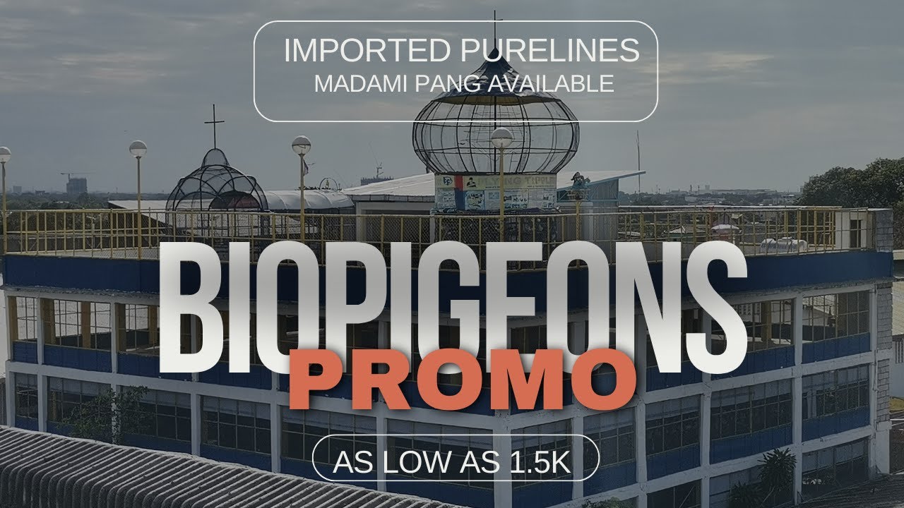 Promo sa Bio Pigeons as low as 1.5K | Tuloy-tuloy pa rin ngayong umpisa ng 2024 | Pili na