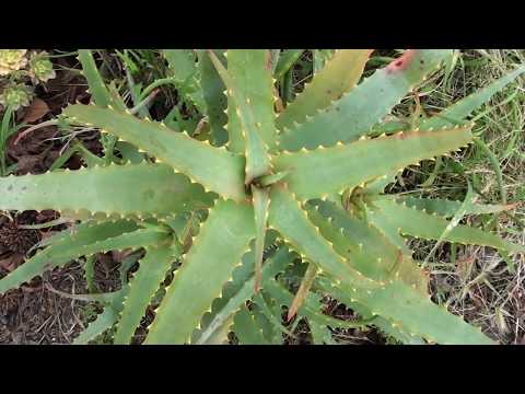 Video: Sab Hauv Tsev Philodendron 'Xanadu' - Yuav Loj Li Cas Xanadu Philodendron Houseplant