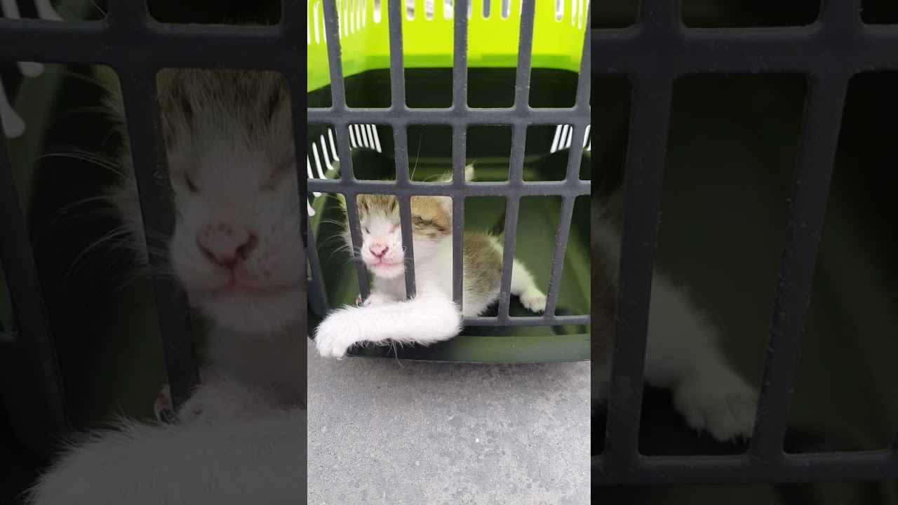 Holly waits for a vet visit