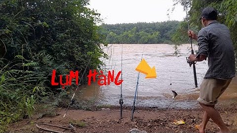 Sông Bé Ngày Nước Lớn Đụng Độ Cá Duồng Khủng Lôi Cong Cần Câu.