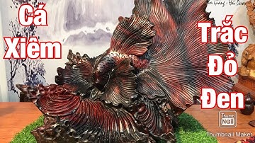 XẢ HÀNG chú cá xiêm trắc đỏ đen TƯỢNG NGUYỄN HỒNG 0966336318