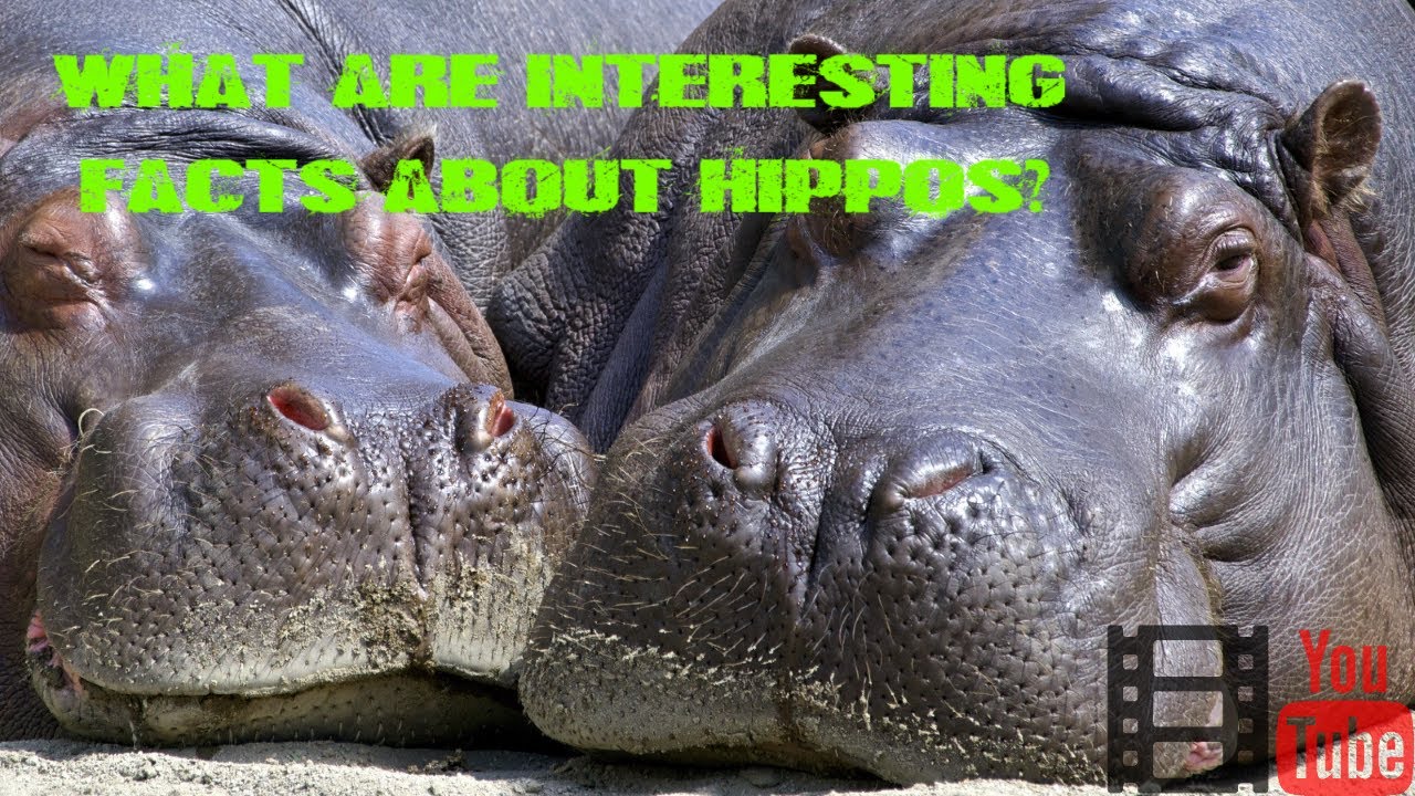 Are hippos friendly to humans?