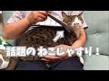 話題の〈ねこじゃすり〉使ってみた【みーちゃんは猫である】グルーミングブラシ・猫の舌・cat