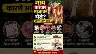 गाय वारंवार माजावर का येते?