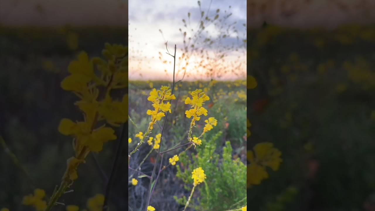 Lovespirals "Not Myself" New Single MV 🎶 