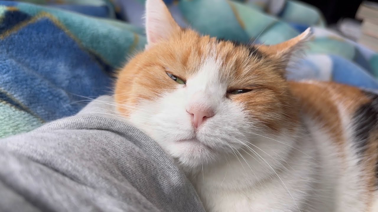 三毛猫】朝はのんびりするミケ（2025年5月30日） - YouTube