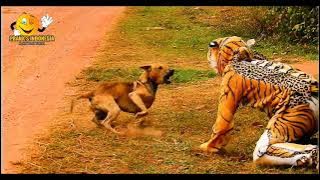 Reaksi Anjing! Diprank pakai baju macan tutul😂 | Prank Indonesia Prank Binatang