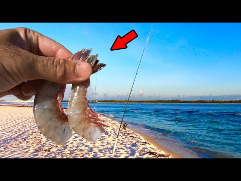 This is Why You Use Cut Shrimp when Surf Fishing