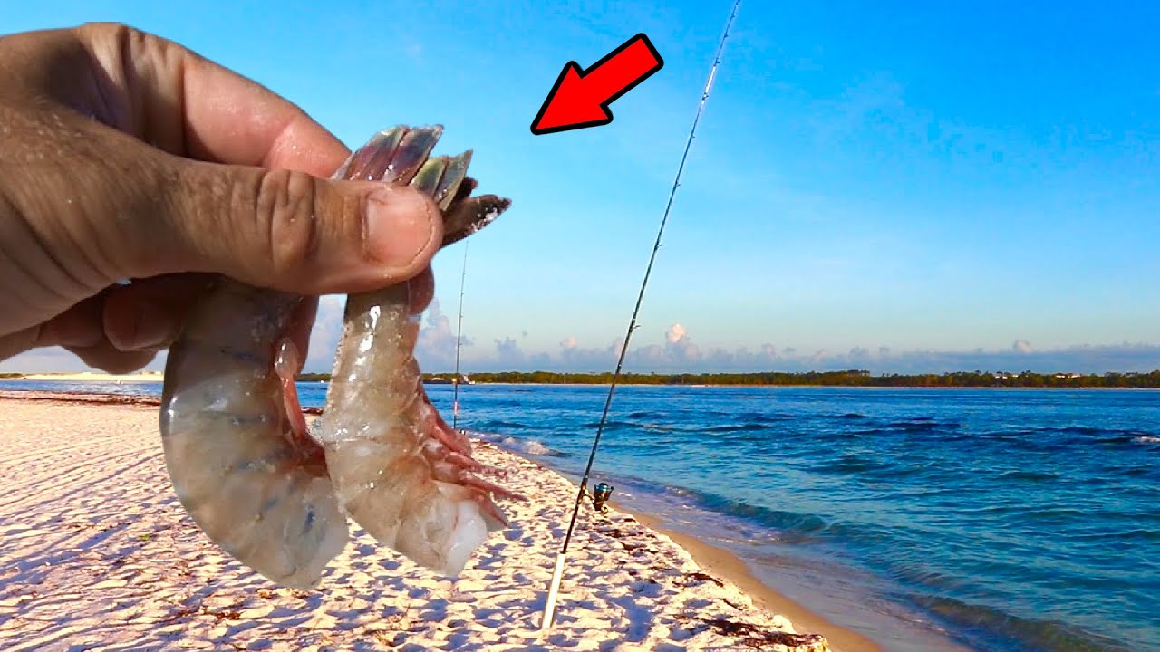 This is Why You Use Cut Shrimp when Surf Fishing YouTube