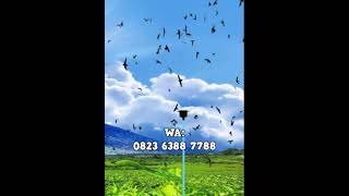 Guru Konsultan Walet, Ahlinya Suara Walet, Rajanya Editor. screenshot 3