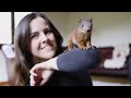 I rescued an orphan baby red squirrel episode 1