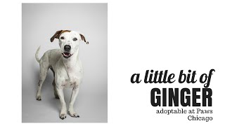 Ginger | PAWS Chicago