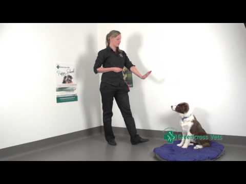 Teaching your Puppy