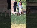 HE GOT OUT OF THERE 😭😭 #fypviral #viral #dog