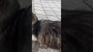 Adı Ne Bunun? Lise Caddesi Maskotu Güzel Samsun Kedisi Izım Iz Ishorts