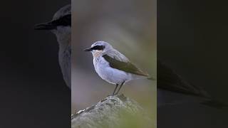 Steinskvett / Northern wheatear, #birds #vogel #nature