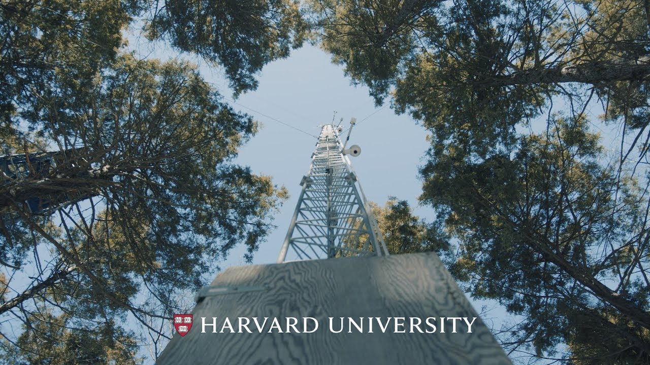 Lessons from an experimental hurricane at the Harvard Forest