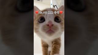 7주차 치즈냥 제니의 기습 뽀뽀 공격💋#shorts #고양이 #아기고양이